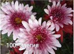 100 Элегия
