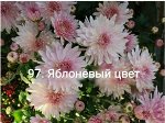 97 Яблоневый цвет