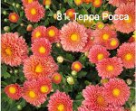 81 Терра Росса