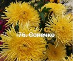 Сонечко