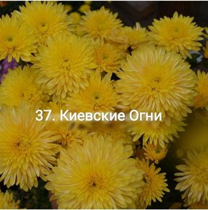 37 Киевские Огни