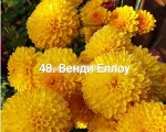 Венди Еллоу