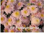 Розовые Щечки