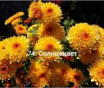 Солнцецвет