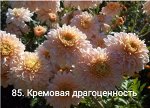 Кремовая Драгоценность