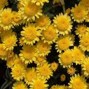 36 Kerry Хризантема мультифлора Керри цветок 4-5см,высота куста 40см,цветение сентябрь. Цветки ярко-желтые с махровой сетчатой сердцевиной. Цветение обильное, продолжительное. Первый год после посадки