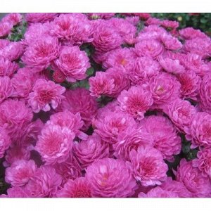 53 Gigi Dark Pink