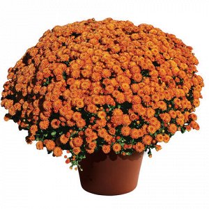 55 Gigi Orange