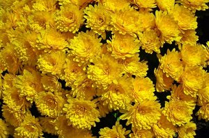 58 Gigi Yellow