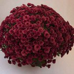 84 Branpetit Red