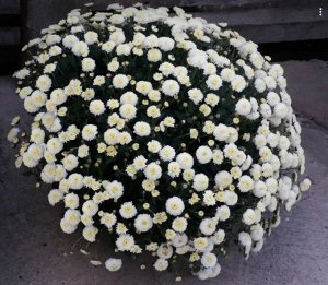 87 Brannobless White
