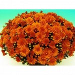 107 Branbeach Orange