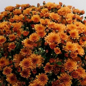 116 Bransound yellow