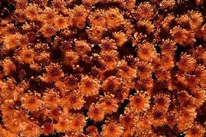76 Bransound Orange
