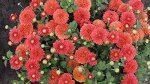 132 Коралловый Помпон