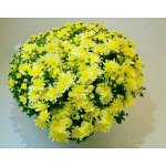 121 Bransound Lemon