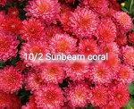 10 Sunbeam Coral