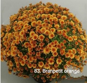 83 Branpetit Orange