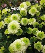 71 Verdina