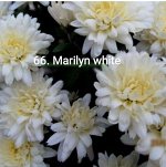 66 Marilyn White