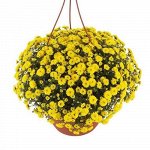 Skyfall Yellow