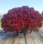 Skyfall Red