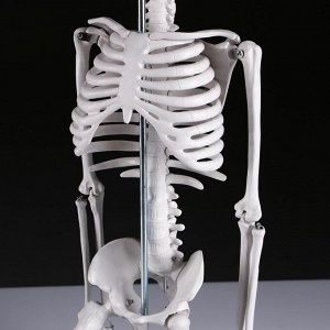 Макет "Скелет человека" 85см