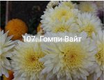 107 Гомпи Вайт