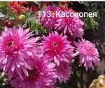 113 Кассиопея