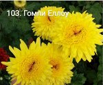 103 Гомпи Еллоу