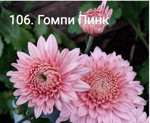 106 Гомпи Пинк