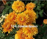 104 Гомпи Бронз