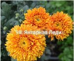 Янтарная Леди