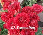 102 Гомпи Ред