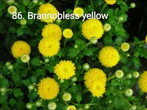 86 Brannobless Yellow