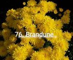 76 Brandune