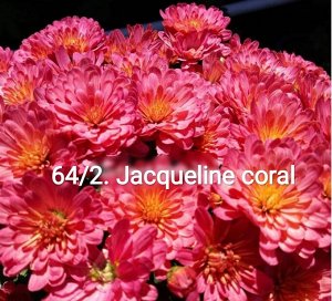 64/2 Jacqueline Coral