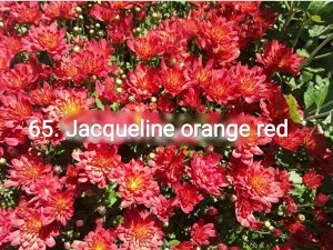 65 Jacqueline Orange Red
