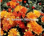 96 Sunbeam Ditto Honey