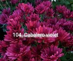 104 Cabalero Violet