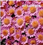 40 Lace Pink