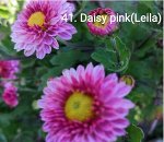 41 Daisy Pink (Leila)