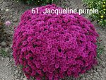 61 Jacqueline Purple