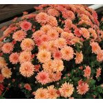70  Ursula coral