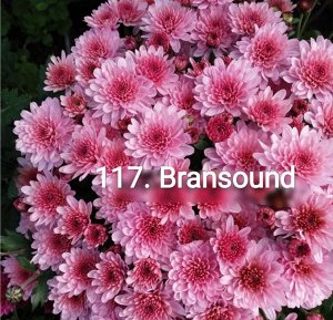 117 Bransound