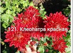 Фламенко ГФ