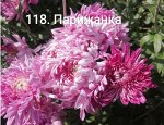 118 Парижанка