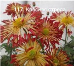 117 Красная Стрела