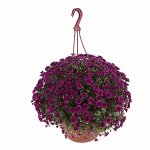 Skyfall Purple