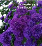 Showmakers Blue Bayou